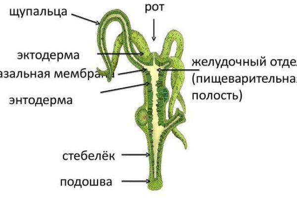 Mega darknet ссылка